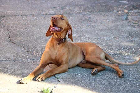 Hungarian vizsla hungarian hound animal