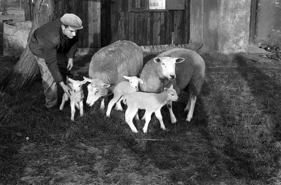 Drie lammetjes geboren bij Cor Adriaans in Deurne, Bestanddeelnr 918-6877