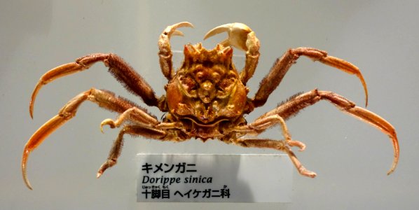Dorippe sinica - National Museum of Nature and Science, Tokyo - DSC07556