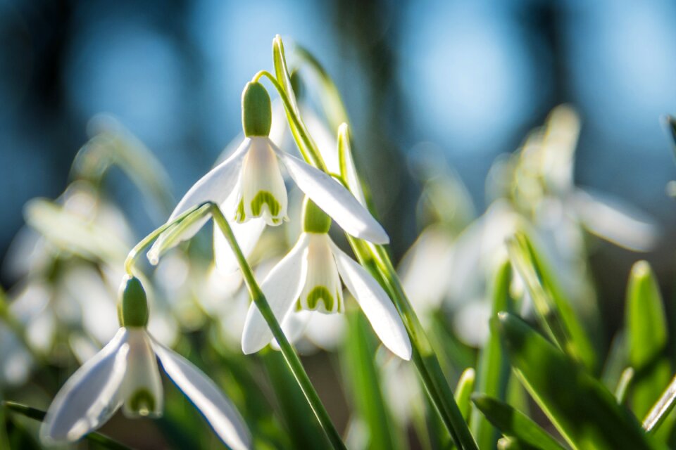 Bloom white backlighting