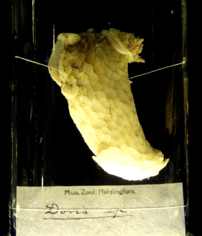 Doris sp. - Finnish Museum of Natural History - DSC04690