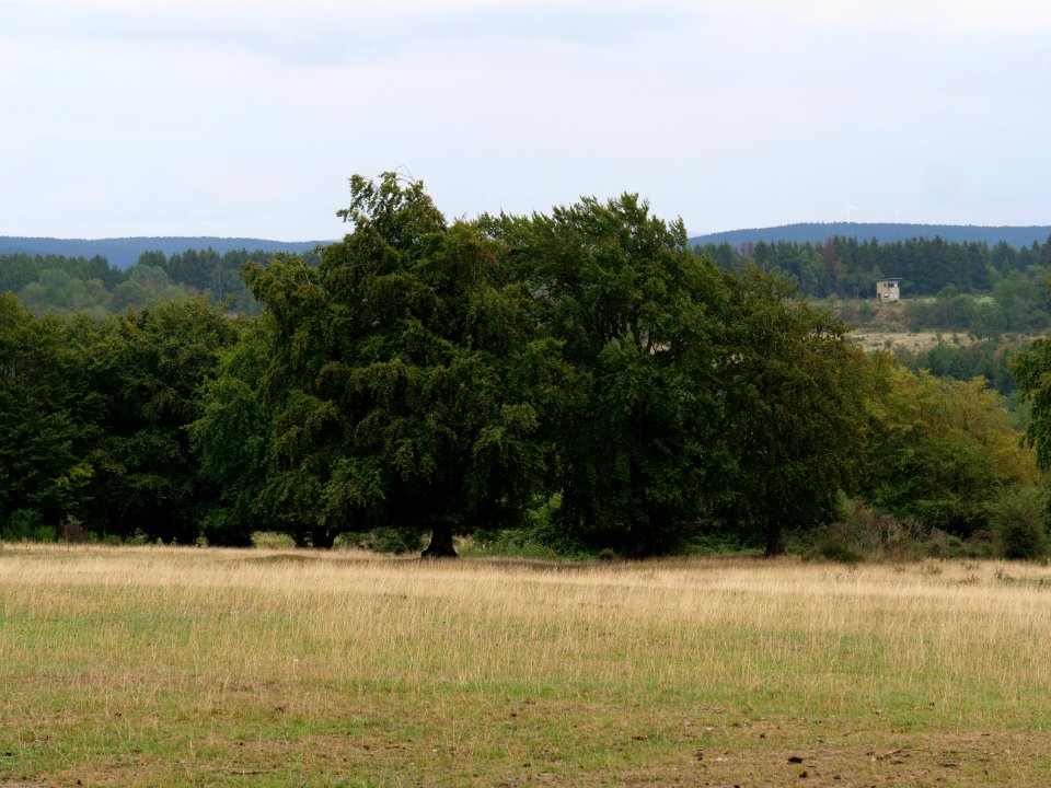 Dreiborner Hochfläche in September 2019 56