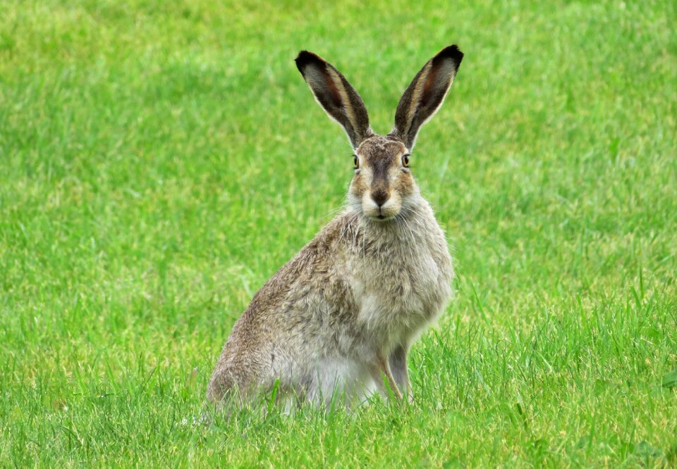 Animal ears easter photo