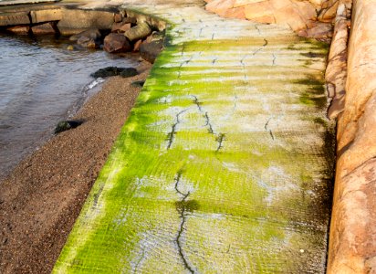 Dried algae on a walkway in Govik 5 photo