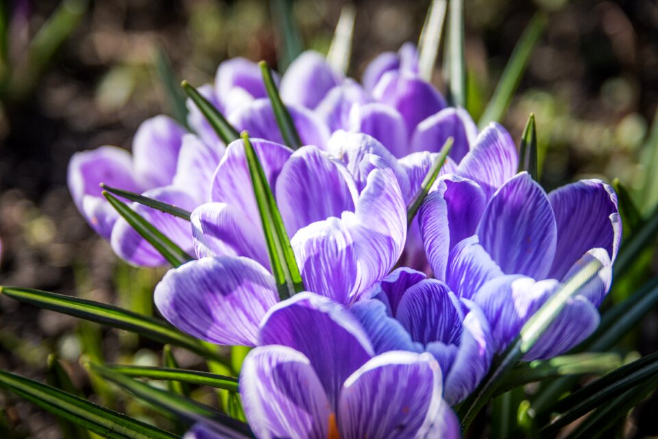 Purple green nature photo