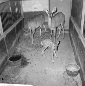 Drie generaties koedoes in Artis (antilope) Oma, moeder en hun twee kleintjes, Bestanddeelnr 915-7835