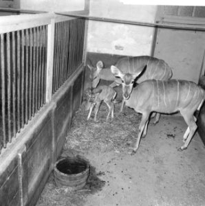 Drie generaties koedoes in Artis (antilope) Oma, moeder en hun twee kleintjes, Bestanddeelnr 915-7837