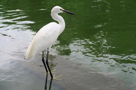 Little egret bird seaside photo
