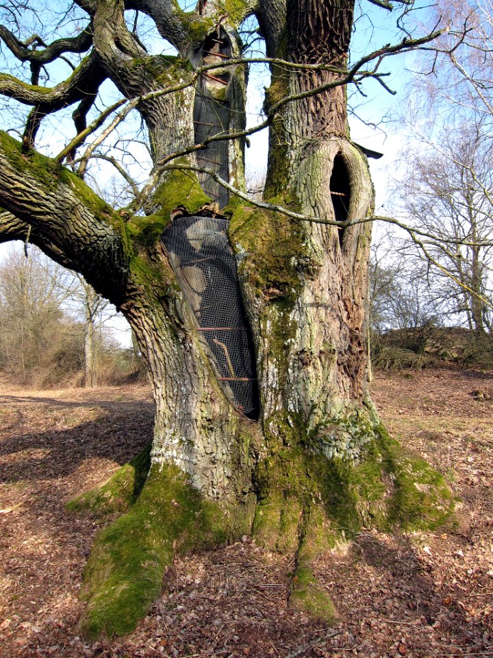 Dreifaltigkeitseiche bei Aschach, 4