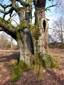 Dreifaltigkeitseiche bei Aschach, 4