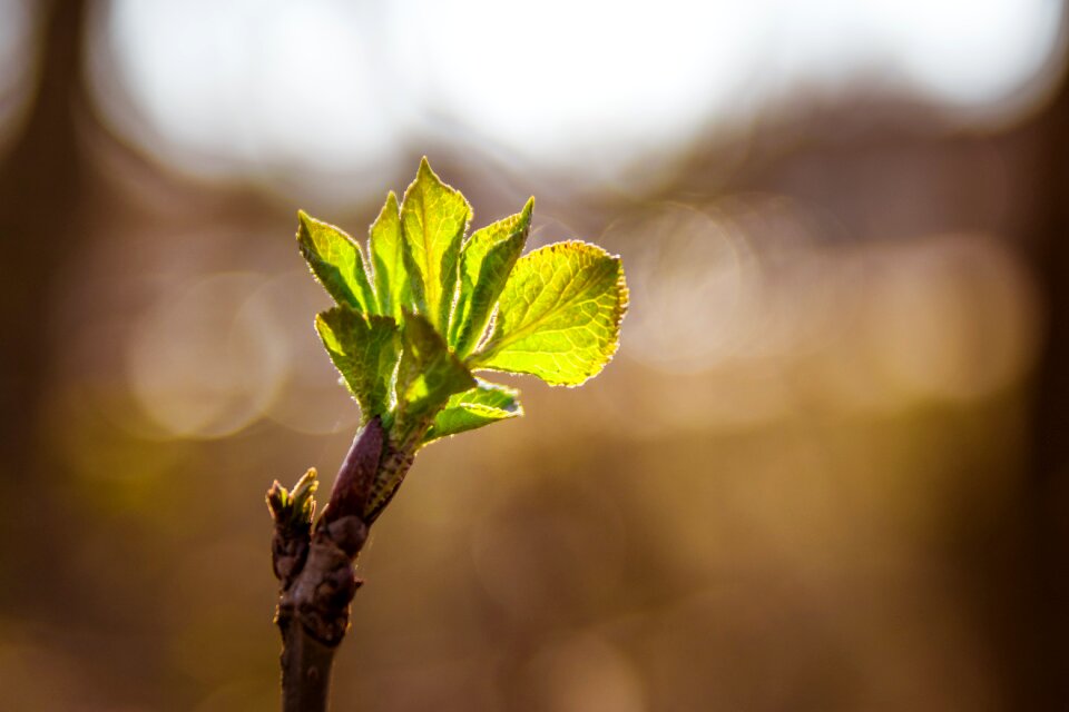 Branch shoots nature