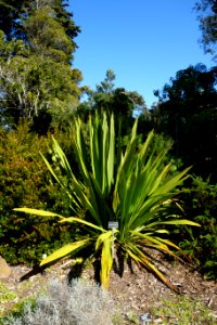 Doryanthes excelsa - San Francisco Botanical Garden - DSC09881