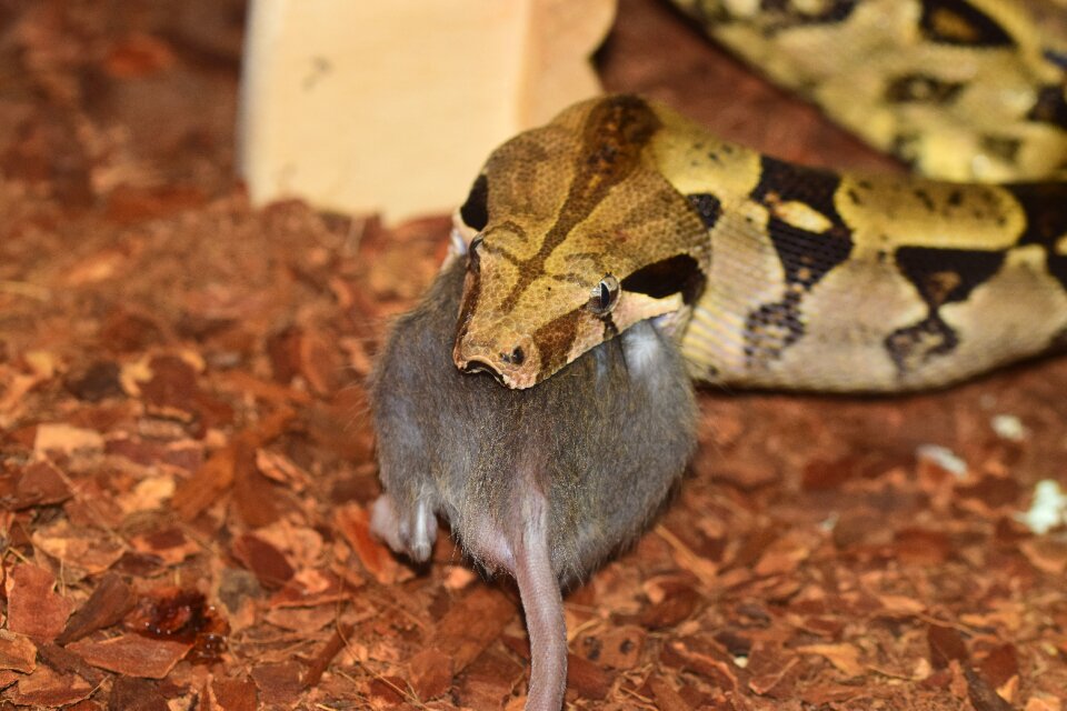 Eat red tailed boa rat