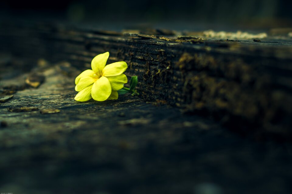 Nature natural petal