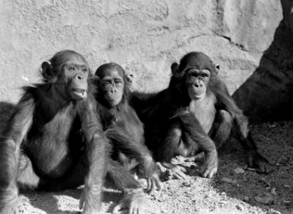 Drie apen in de dierentuin, Bestanddeelnr 254-5685 photo