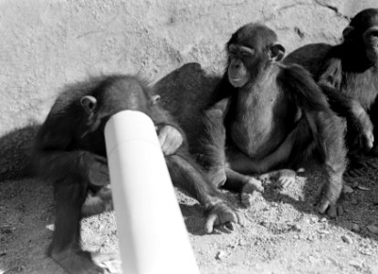 Drie apen in de dierentuin, Bestanddeelnr 254-5688 photo
