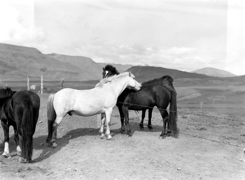 Drie IJslandse pony's in een heuvelachtig landschap bij een hek met prikkeldraad, Bestanddeelnr 190-0449