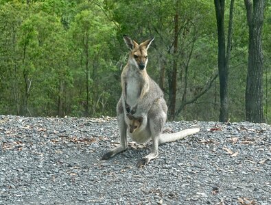 Australia mammal wildlife photo
