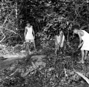 Drie jongens bij een blootgelegd graf op de voormalige Jodensavanna in Suriname, Bestanddeelnr 252-6467