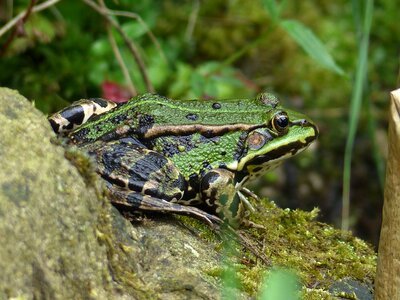 Frog pond amphibian nature photo