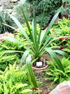Doryanthes palmeri - Palmengarten Frankfurt - DSC01710