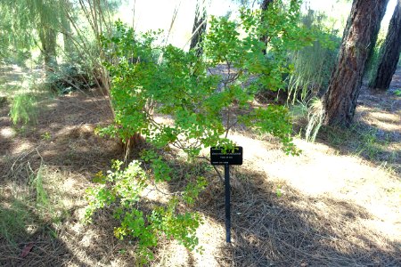 Dorycnium broussonetii - Jardín Botánico de Barcelona - Barcelona, Spain - DSC09136