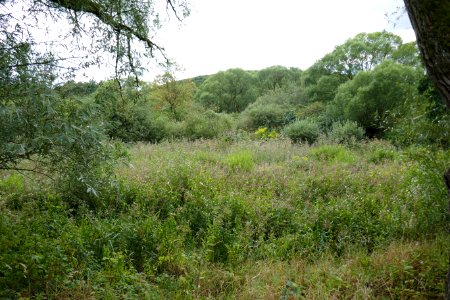 Driburg - Satzer Moor