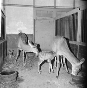 Drie generaties koedoes in Artis (antilope), Bestanddeelnr 915-7834