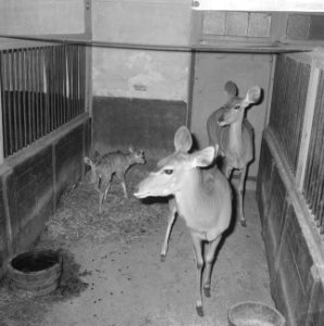 Drie generaties koedoes in Artis (antilope) Oma, moeder en hun twee kleintjes, Bestanddeelnr 915-7836
