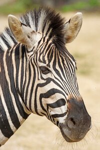 Perissodactyla portrait equus quagga chapmani