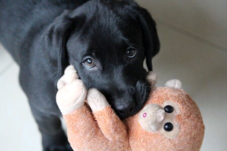 Puppy cute beg