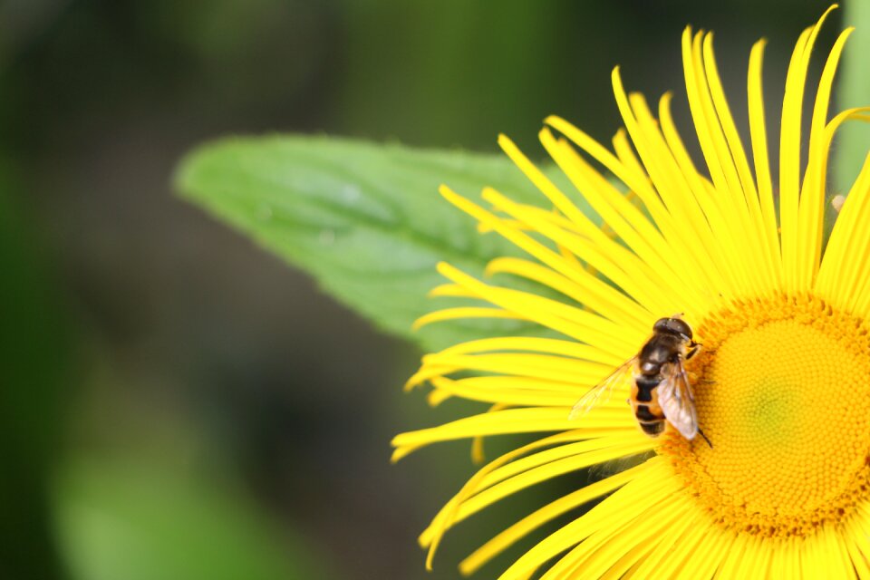 Insect garden nature
