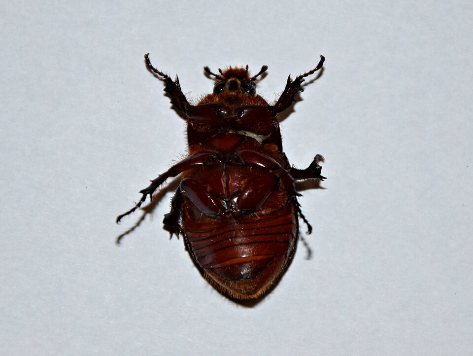 The beetle closeup garden
