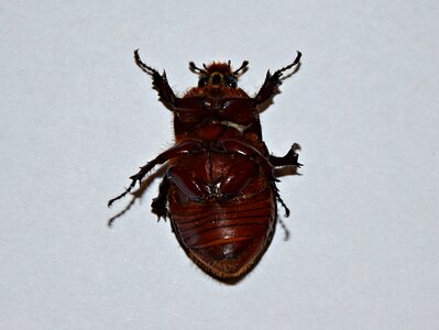 The beetle closeup garden