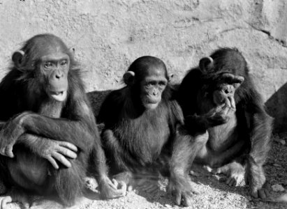 Drie apen in de dierentuin, Bestanddeelnr 254-5682 photo