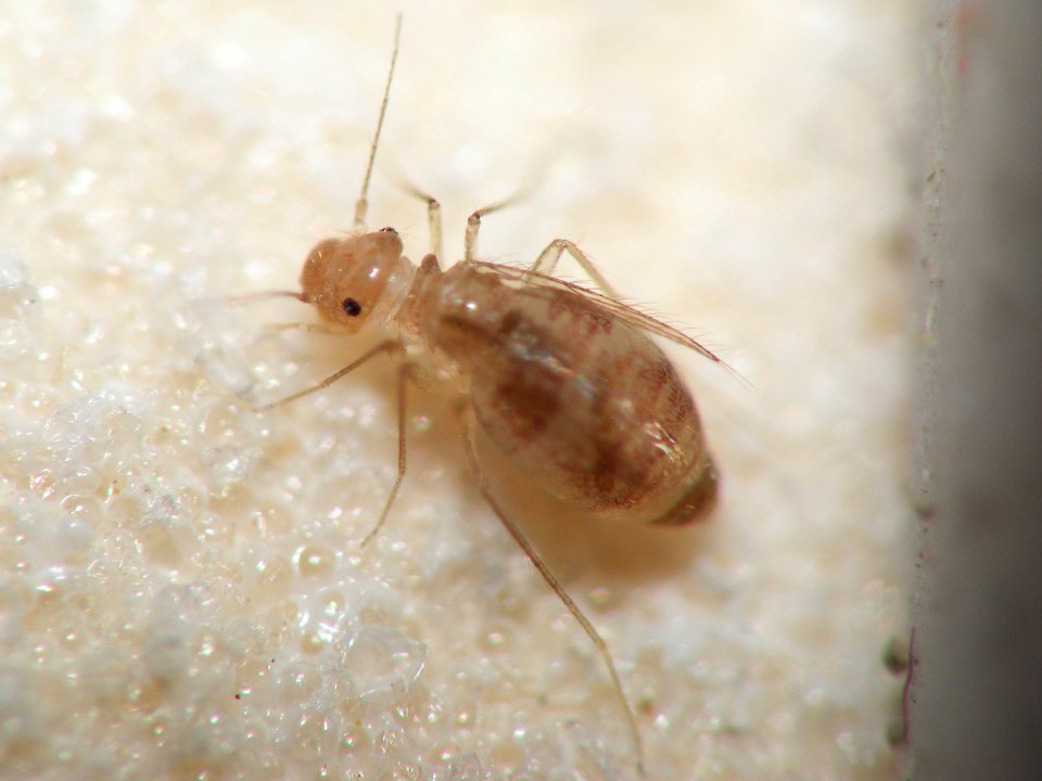 Dorypteryx domestica 20140502 i35