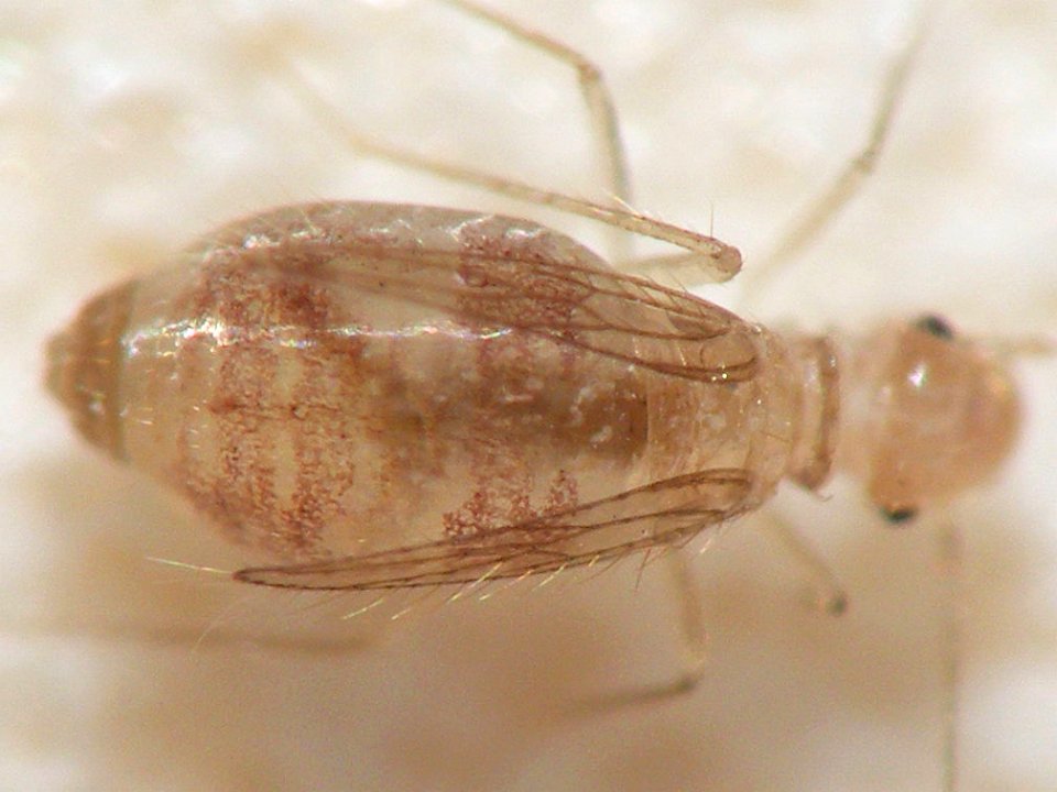 Dorypteryx domestica 20140502 i44