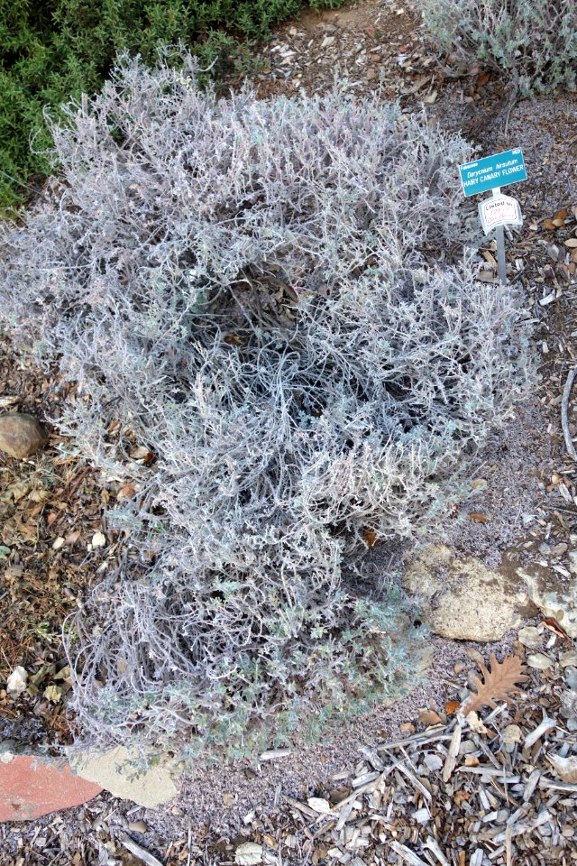 Dorycnium hirsutum - San Luis Obispo Botanical Garden - DSC06089