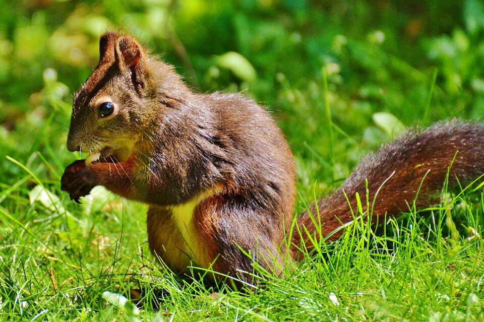 Nature rodent garden