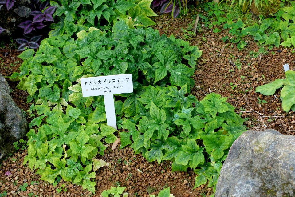 Dorstenia contrajerva - Shinjuku Gyo-en Greenhouse - Tokyo, Japan - DSC05860