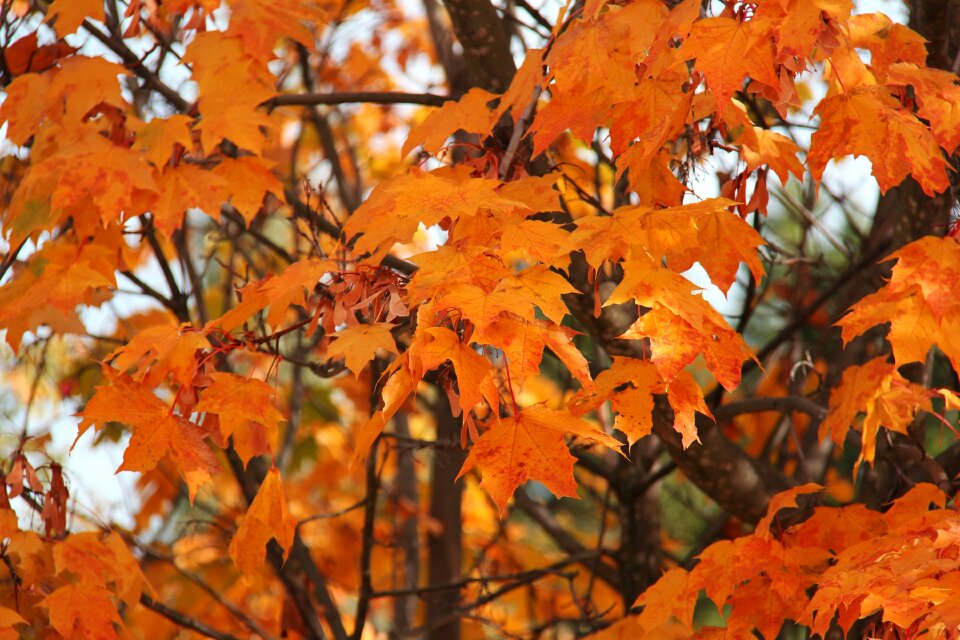 Leaves golden wanaka