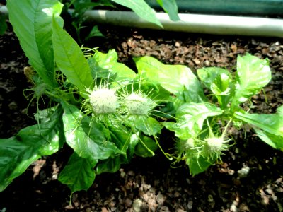 Dorstenia yambuyaensis - Botanical Garden in Kaisaniemi, Helsinki - DSC03642