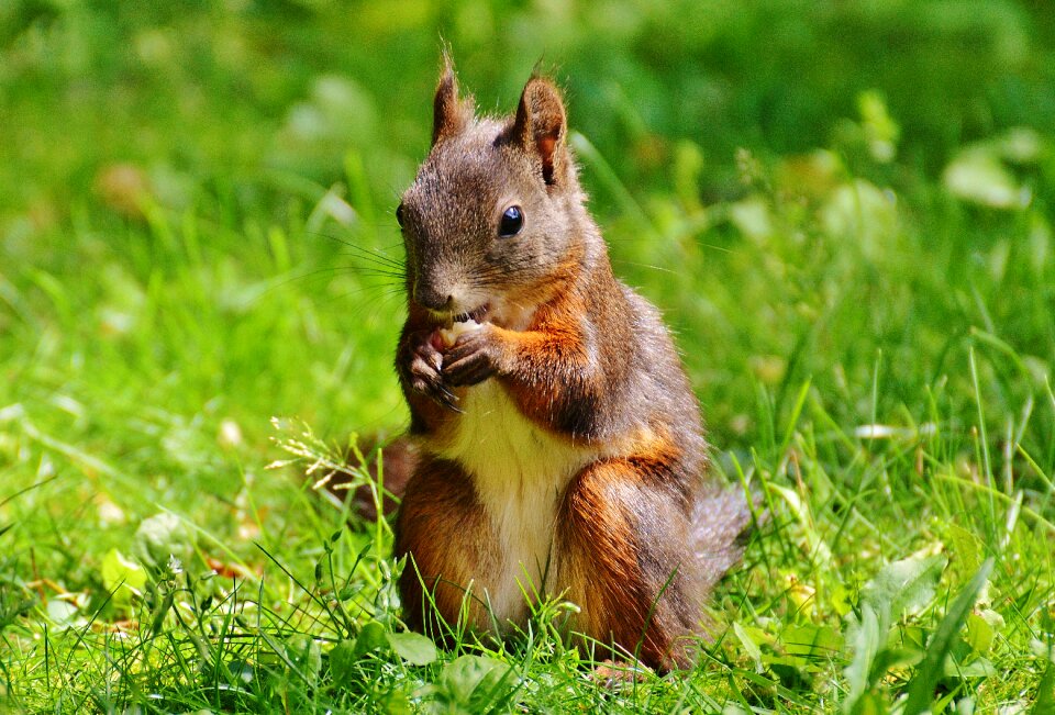 Nature rodent garden