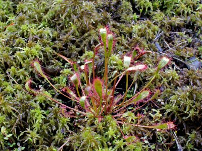 Drosera longifolia Oulu, Finland 17.06.2013