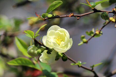 Camellia spring beautiful