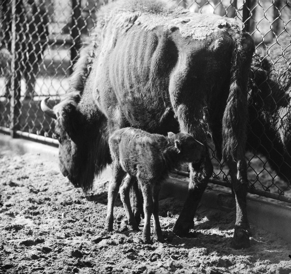 Drie tijgertjes in Artis voor het eerst buiten, de Wisent met jong, Bestanddeelnr 916-9116