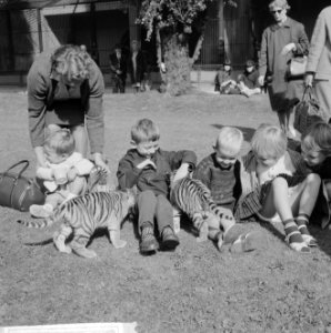 Drie tijgertjes in Artis voor het eerst buiten, de drie tijgertjes, Bestanddeelnr 916-9118