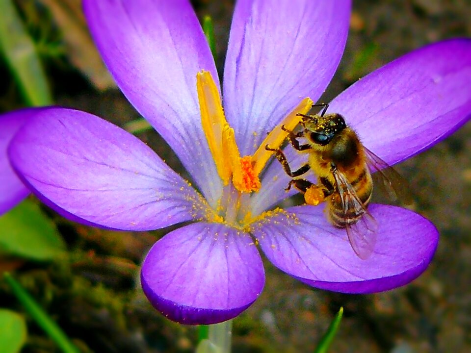 Bee insect pollen photo