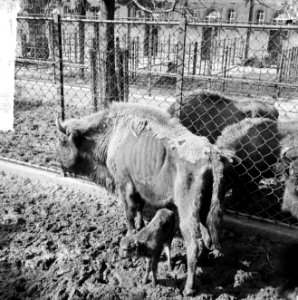 Drie tijgertjes in Artis voor het eerst buiten, de Wisent met jong, Bestanddeelnr 916-9117