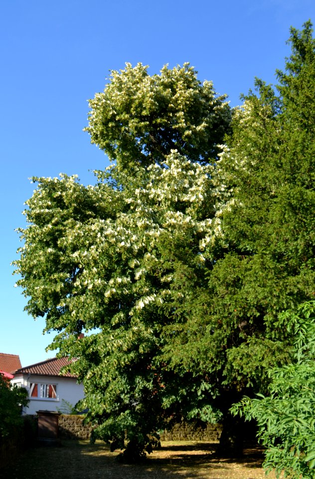 Dortelweil, Lutherlinde